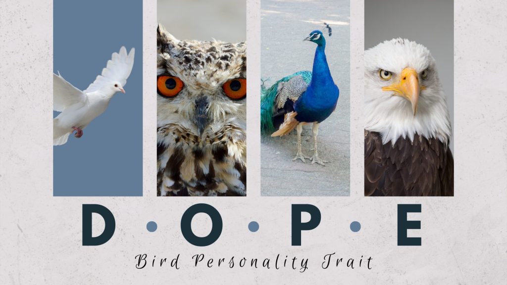 DOPE Personality Test: Understanding Your Bird Personality